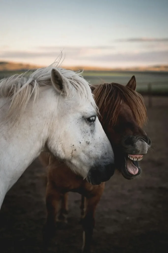 The Horses of the Mongolian Steppe