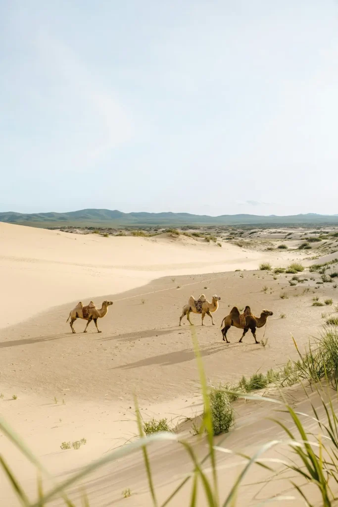 Ultimate Mongolia: Gobi, Reindeer Herders & Altai