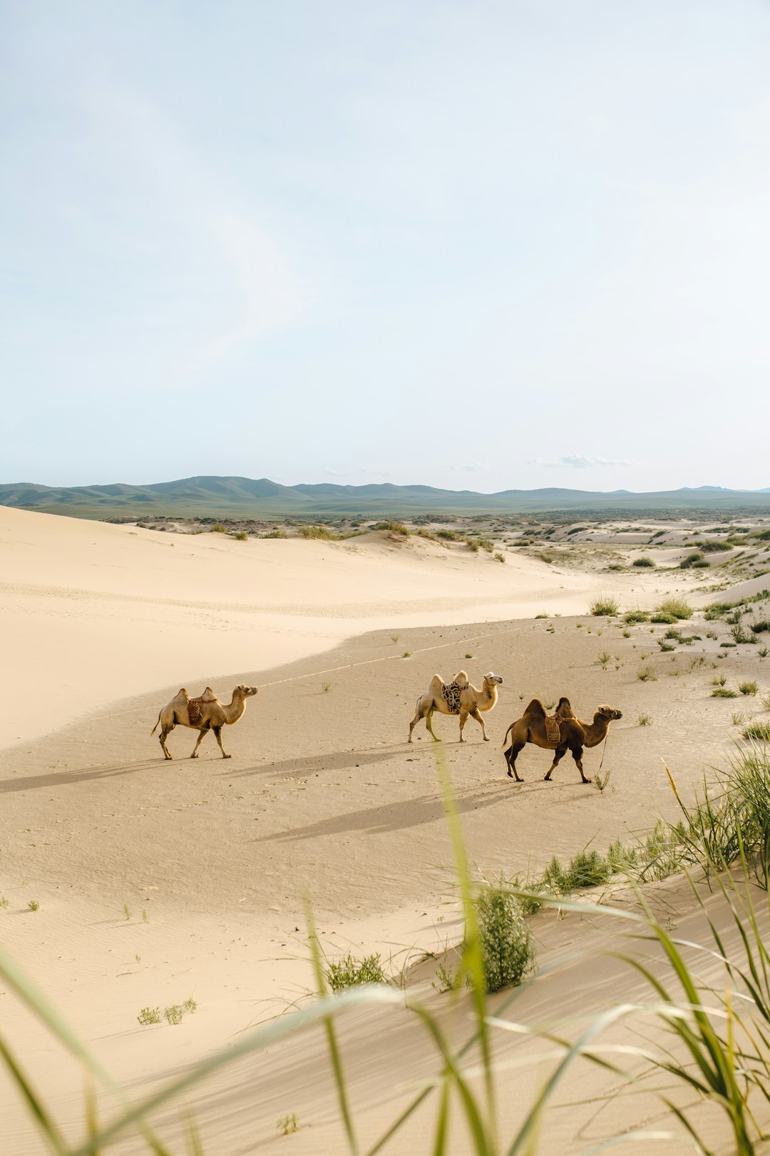 Ultimate Mongolia: Gobi, Reindeer Herders & Altai