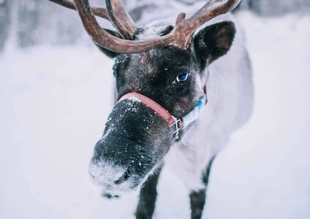 Traveling to Mongolia in Winter: The Honest Pros, Cons, and Survival Guide